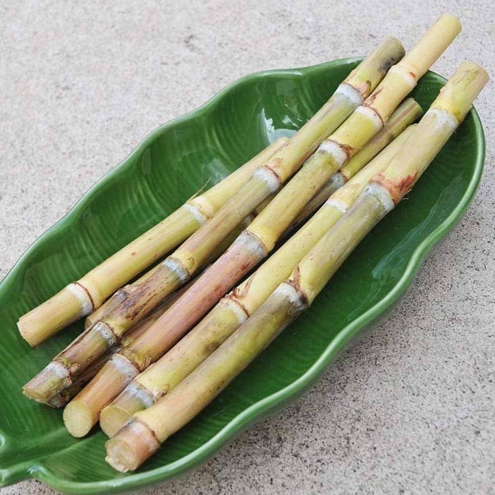 竹糖　サトウキビ　和三盆の原料 （出品準備中） Amazon.co.jp: 和三盆サトウキビ(竹糖)【果樹苗 10.5cmポット/1個】和